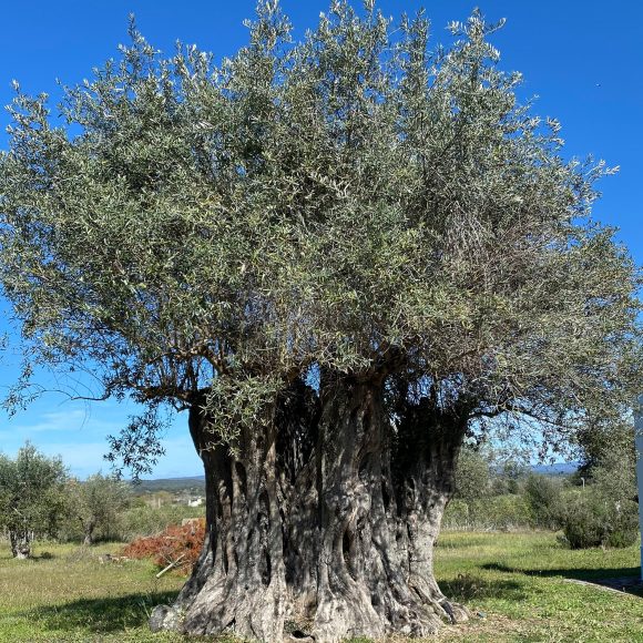 Alentejo olive tree