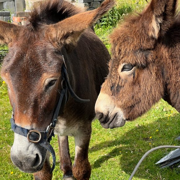 Ireland Donkeys